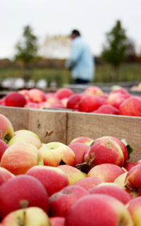 Thumbnail image for Growing Risk: Sebastopol Apple Farmers Face Hard Times